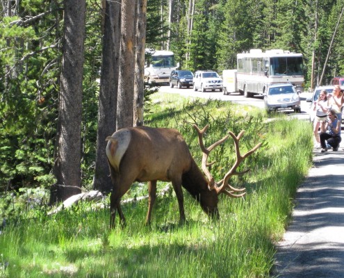 American Rockies