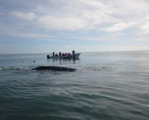 Baja Experience