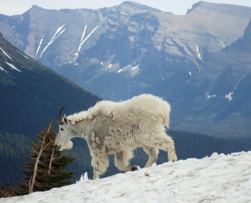 Canadian Rockies